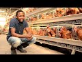 Poultry Farming in Africa