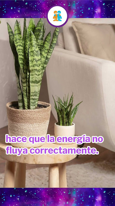 La planta con buenas vibras...