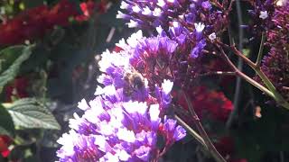 Bee and Garden Flower Pollination