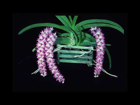 Tổng hợp hoa Lan - Sóc Lào – Aerides multiflora | Foci