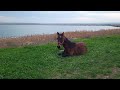 Horse 🐎 wakes up and gets up from the ground / Лошадь 🐴 просыпается, поднимается и гуляет у озера +
