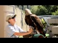 Feeding Time for Golden Eagle