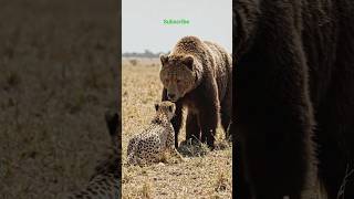 WILD Animals Face Off Bear vs FASTEST Cheetah Who Wins?