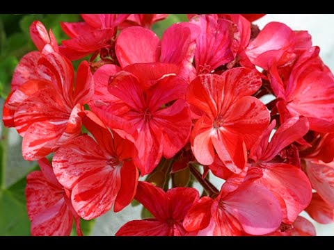 Vidéo: Jardin De Géranium Ou Pélargonium (Pelargonium) - Espèces, Culture