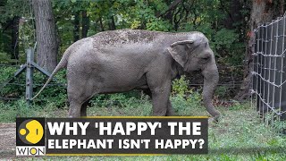 Case to free 'Happy' the elephant to be heard in New York court | Is 'Happy' the elephant a person?