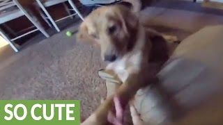 Puppy gives best reaction ever to new dog bed