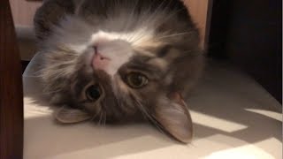 机の下から構ってほしいアピールをする猫 ノルウェージャンフォレストキャット Look at me.Norwegian Forest Cat.