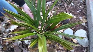 Needle Palm After 1st Winter