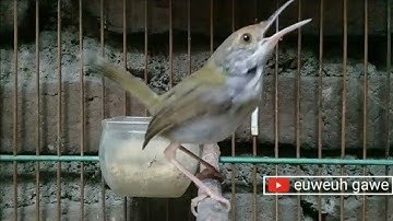 Common tailorbird female