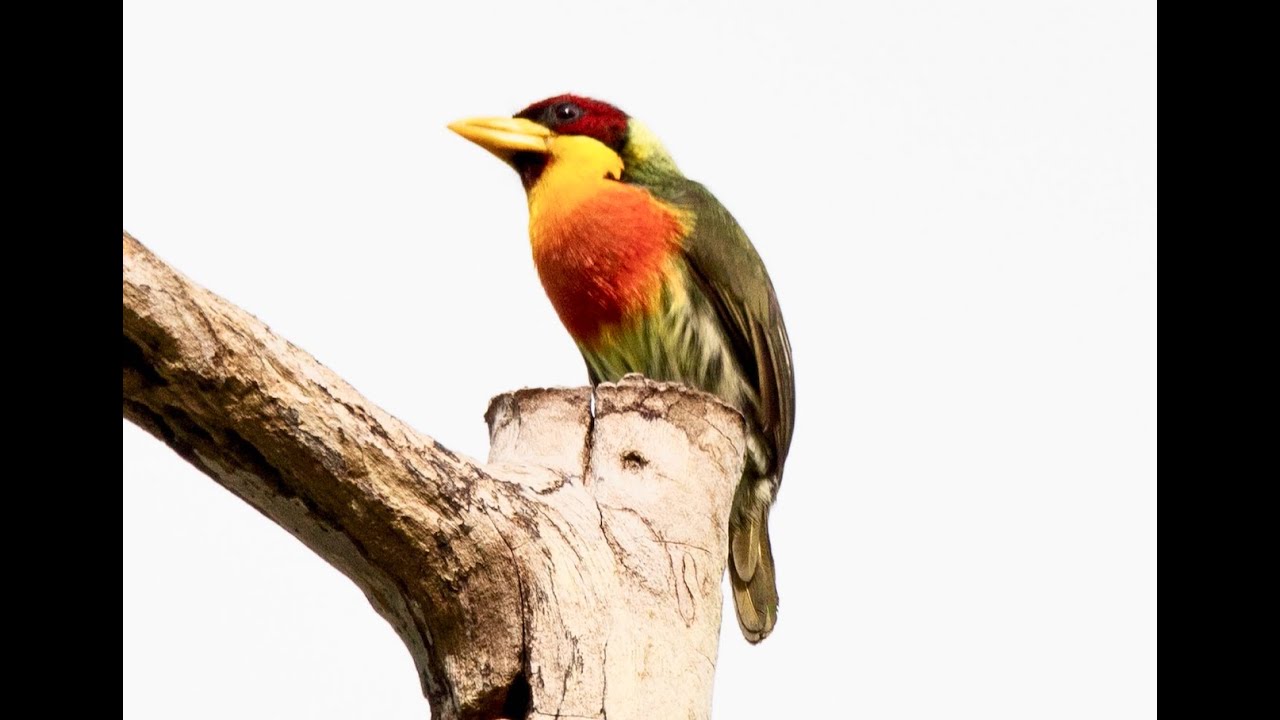 檸黃喉擬啄木 Lemon-throated Barbet - YouTube