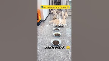 “POV: Me surviving school like this cat 😩🐾” comment if you can relate 😊#cat #relatable