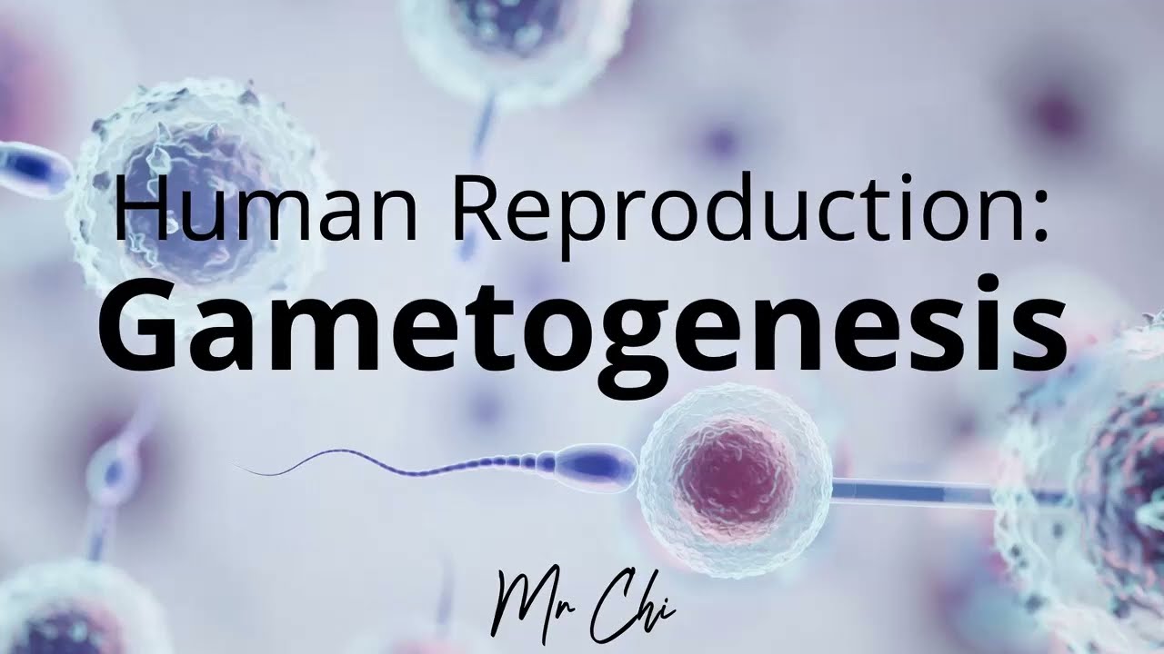 Human Reproduction   Gametogenesis