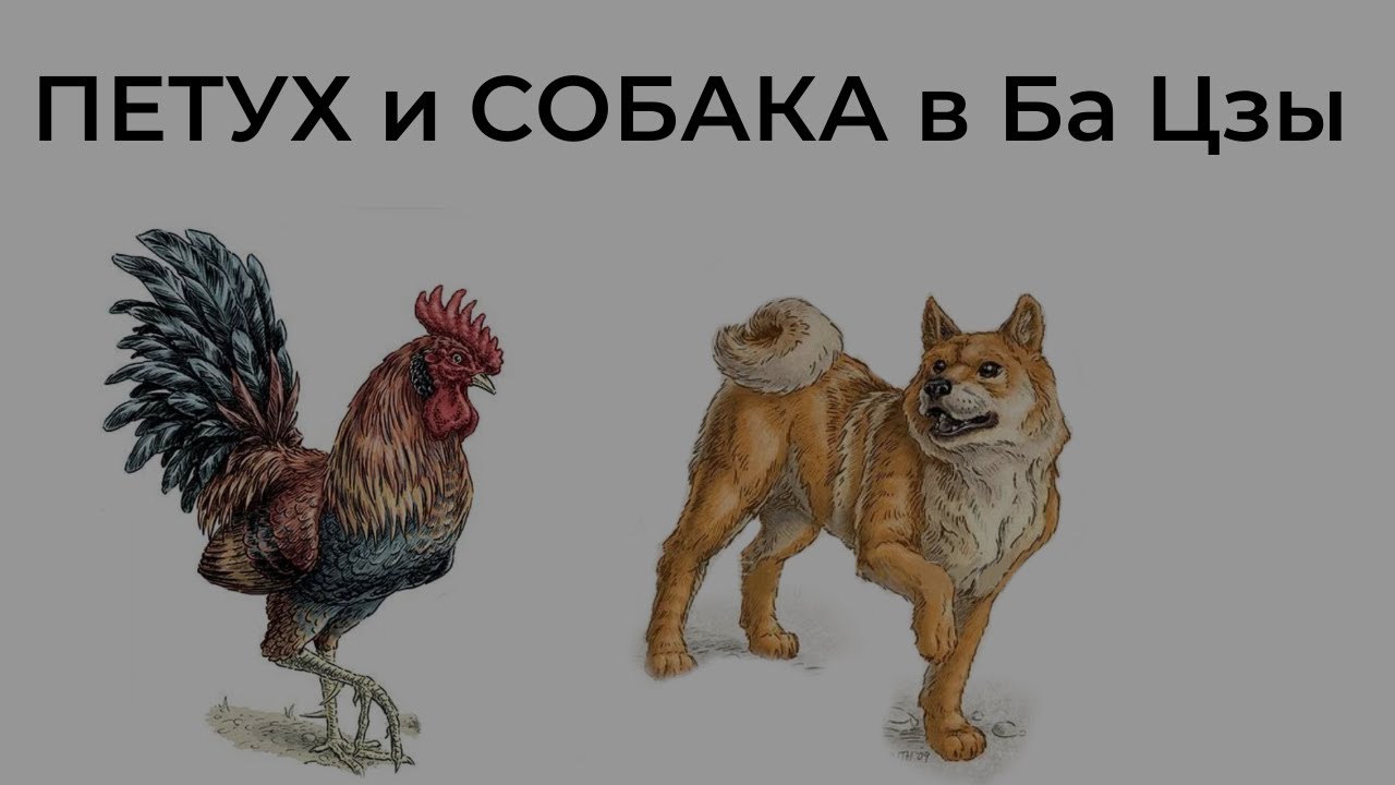 В гороскопе Петух и Собака. Отношения Вреда.