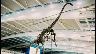 'Skinny the dinosaur' goes on display (UK) - BBC London News - 3rd April 2019 screenshot 5