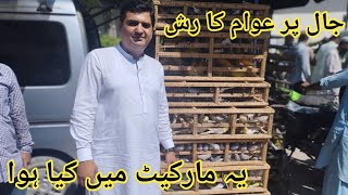 Birds Market Lalukhet Sunday Video Latest Update 21-4-24 in Urdu\/Hindi