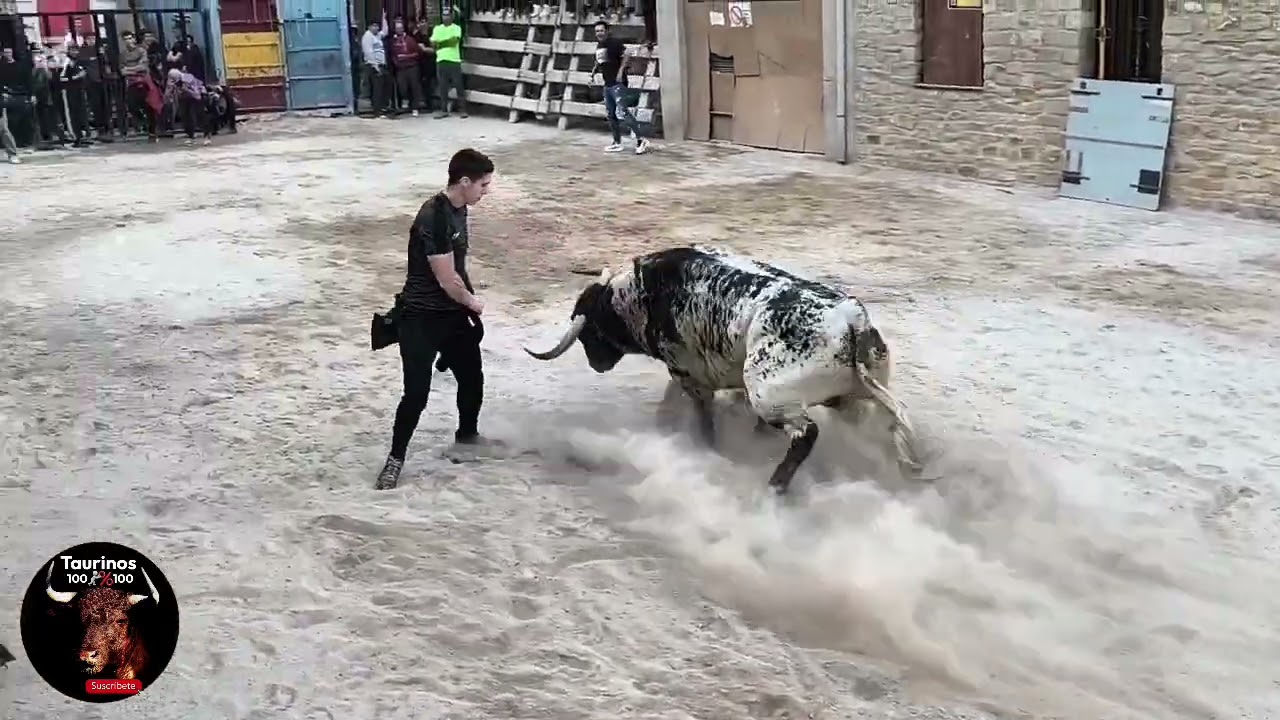 TODOLELLA ( CS ) 3-5-2025 TRES TOROS CERRILES Y TRES VACAS CERRILES