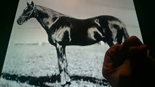 Horacio the handsnake - Fonso the racehorse