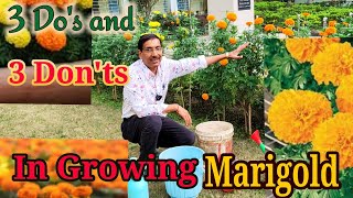 3 Dos and 3 Donts in Growing Marigold