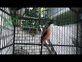 Langsung Ikut Gacor Parah Pancingan Cendet Madura Gacor Juara Ampuh Untuk Pancing Anakan Cendet Mp3 - Mp4 Download