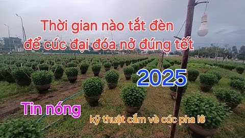 Thời gian nào tắt đèn cúc đại đóa ra hoa đúng tết