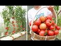 Method of growing tomatoes with aloe vera  lots of fruit  big fruit