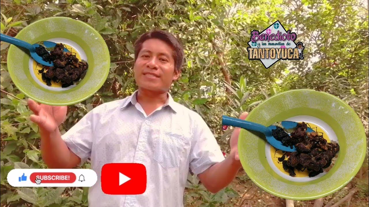 C mo Fritar CARNE SECA En Aceite YouTube c-mo-fritar-carne-seca-en-aceite-youtube