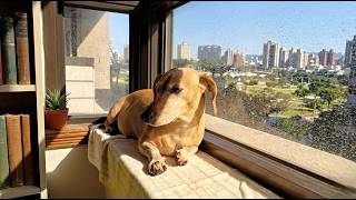 🐶 Dachshund Jelly: I’m Good, And You?😻
