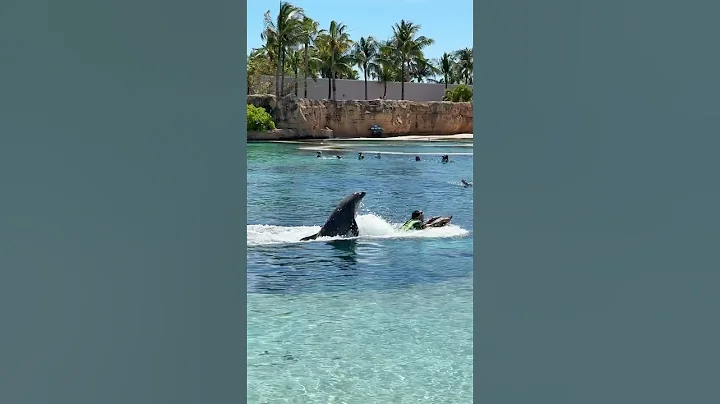 Swimming with Dolphins in Bahamas! 🐬 thumbnail