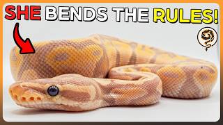 These Ball Pythons and their Genetics Bend the Rules! - Supercut