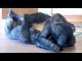 Brother gorilla overflows with smiles when playing with sister gorilla|Shabani Group