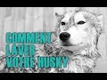 Comment laver votre husky franais  siberian husky academy