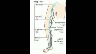 Veins of lower limb (leg)#doctor #shortsfeed #short #shortsvideo