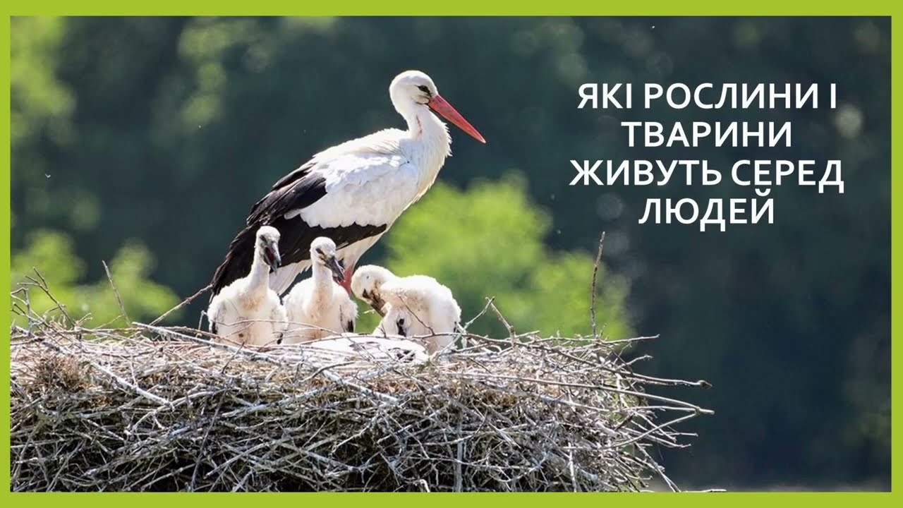 Пізнаємо природу 6 кл №58