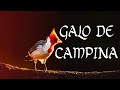 GALO DE CAMPINA | CANTANDO DE AÇOITE  LIMPO