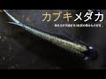 #31 めちゃくちゃ体外光が渋い!!カブキメダカの紹介動画