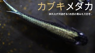 #31 めちゃくちゃ体外光が渋い!!カブキメダカの紹介動画