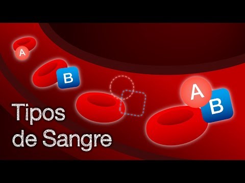 Vídeo: Diferencia Entre Tipos De Sangre