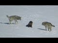 Une meute de loups a encercl un glouton et voici ce qui sest pass ensuite