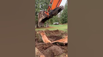 EXCAVATOR REMOVING TREE STUMP EASY!!