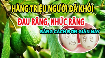 HÀNG TRIỆU NGƯỜI Đã Khỏi Đau răng, nhức răng, dùng một nắm lá ổi là hết ngay Cả Đời Khỏe Mạnh