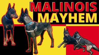 HyperDominant Belgian Malinois wants to Bully his Way through Life, Will We Put a Stop to it?