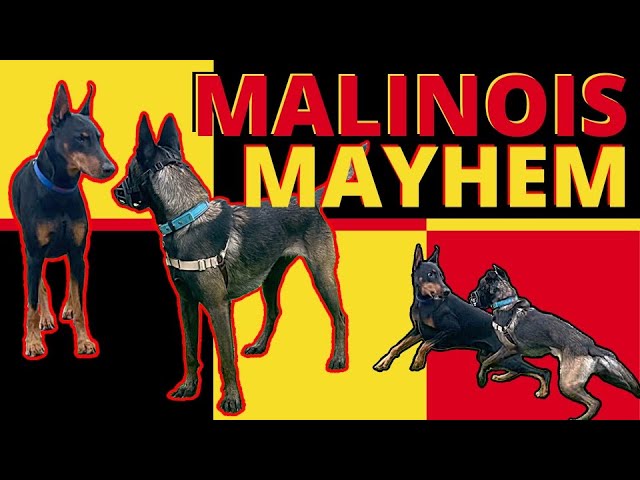 Hyper-Dominant Belgian Malinois wants to Bully his Way through Life, Will We Put a Stop to it? class=