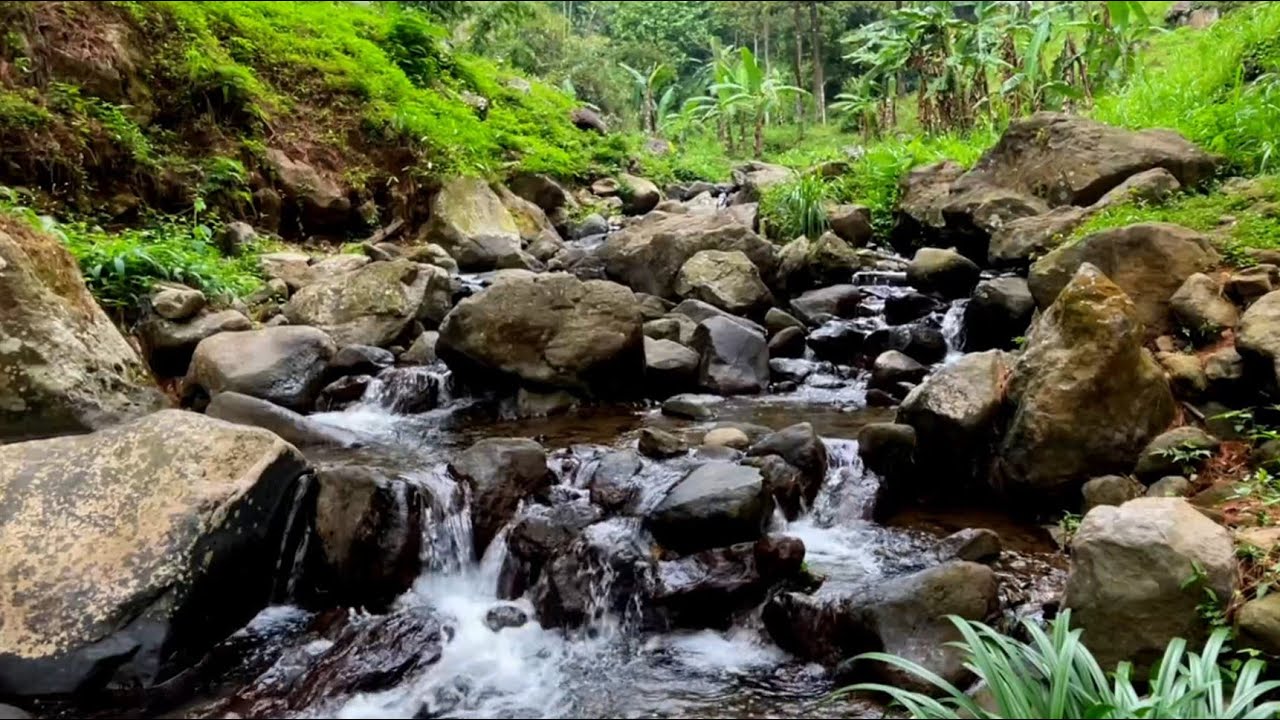 Continuous Flowing River in the Pines for Deep Relaxation and Mental Recovery