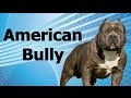 Guia de raças caninas - American bully