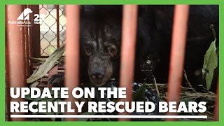 Update on the recently rescued bears