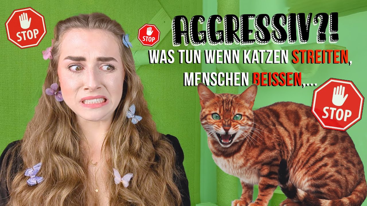 Katze ist aggressiv / Babykatze jagt Füße und greift beim Spielen an / Katzenerziehung / Katze beißt