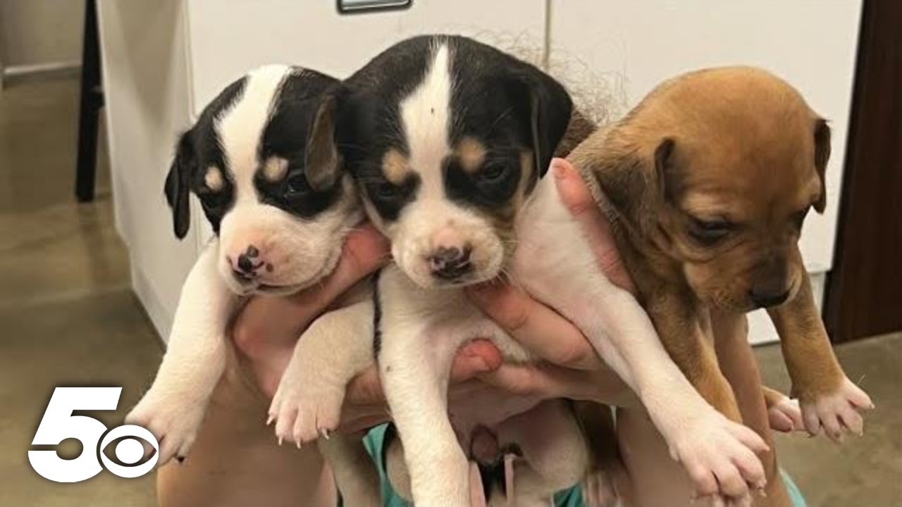 Around 80 dogs rescued from hoarding case in Sequoyah County home YouTube