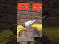 ١٩ يوليو ٢٠٢٥ ١٩ يوليو ٢٠٢٥