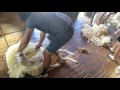 Ewenique Shearing out Wainuioru,Masterton Nz