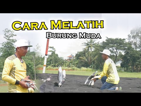 Video: 5 Cara Melatih Burung Anda